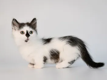 10 Munchkin Cat Facts: Origin, Appearance & More