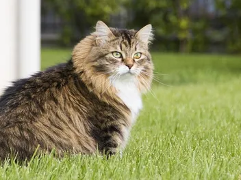 Are Siberian Cats Hypoallergenic? Breed Facts & Allergy Tips