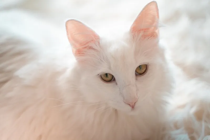close up white norwegian forest cat