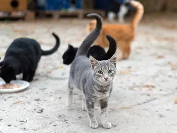 Do Feral Cats Know How to Purr? Vet-Approved Facts & FAQ