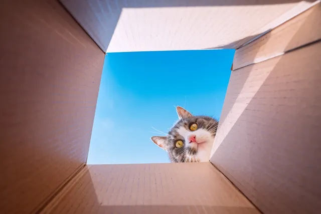 Why Does My Cat Chew on Cardboard Boxes? 6 Vet-Reviewed Reasons