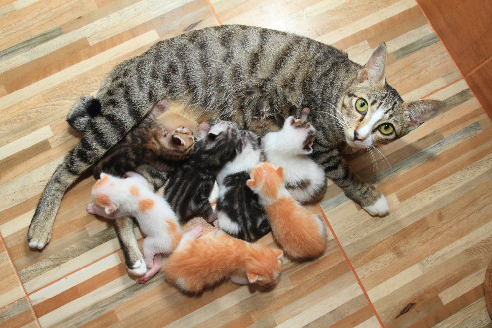 tabby mother cat feeding her kittens