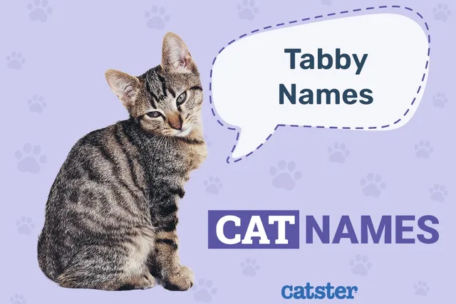 235 Tabby Cat Names for Felines With Swirls, Stripes & Spots