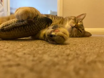 An Owner’s Manual on Spaying or Neutering Your Cat: Why Not to Feel Guilt