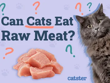 Can Cats Eat Raw Meat? Vet-Approved Nutritional Facts & Precautions