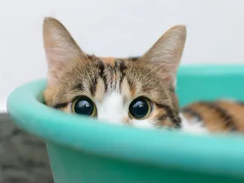 Do Cats Get Embarrassed in the Same Way Humans Do? Vet-Reviewed Feline Behaviour