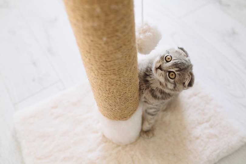 Scottish fold little cat playing on scratching posts