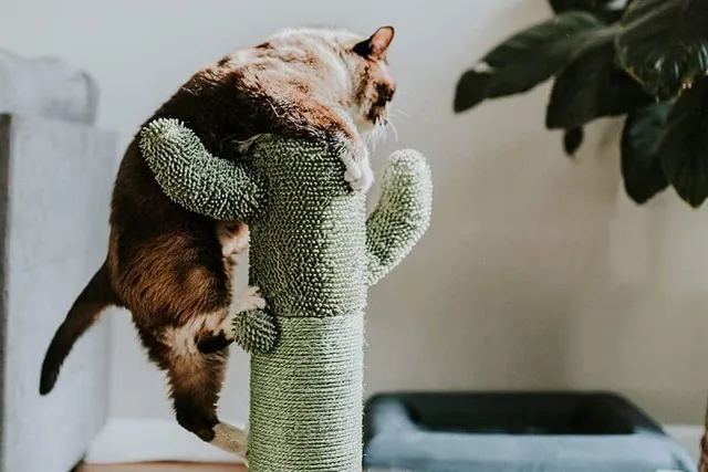 How to Get a Cat to Use a Cat Tree: 6 Vet-Reviewed Tips & Tricks