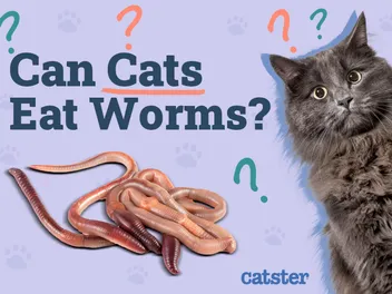 Can Cats Eat Worms (Earthworms)? Vet Approved Facts & Safety Tips