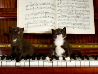 20 Awesome Album Covers With Cats on Them