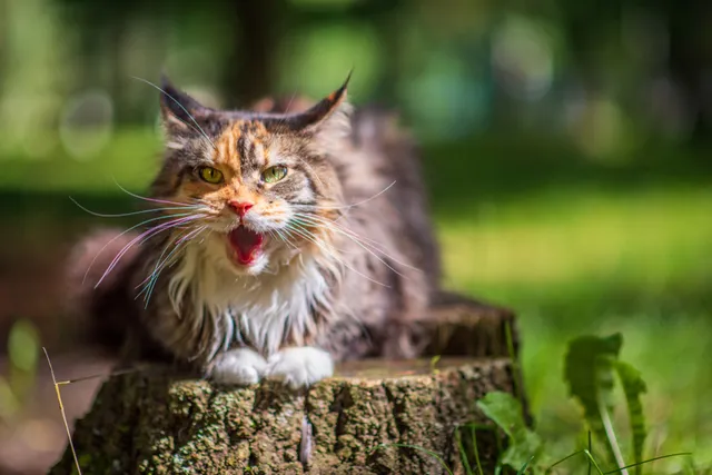 Cat Yowling: Sounds, Meanings, & Why They Do It (Vet-Approved)