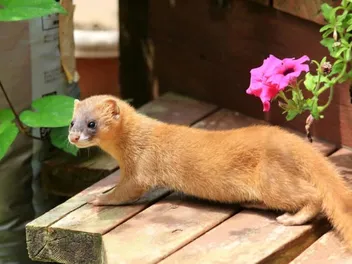 Can Cats Kill Weasels? Our Vet Explains