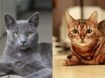 Russian Blue/Bengal Cat Mix: Breed Info, Pictures, Temperament & Traits