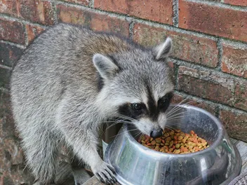 How to Keep Raccoons Out of Cat Food: 7 Vet-Verified Tips