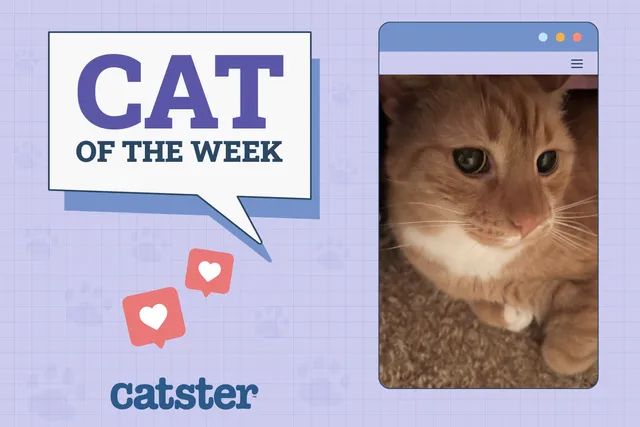 Catster Photo Contest: Cats of the Week Winners (Jan 30, 2025)