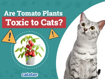 Are Tomato Plants Toxic to Cats? Vet-Reviewed Houseplants Examined