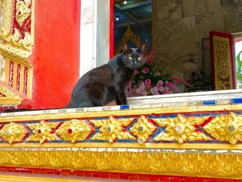 Meditation and Cats: A Reflection