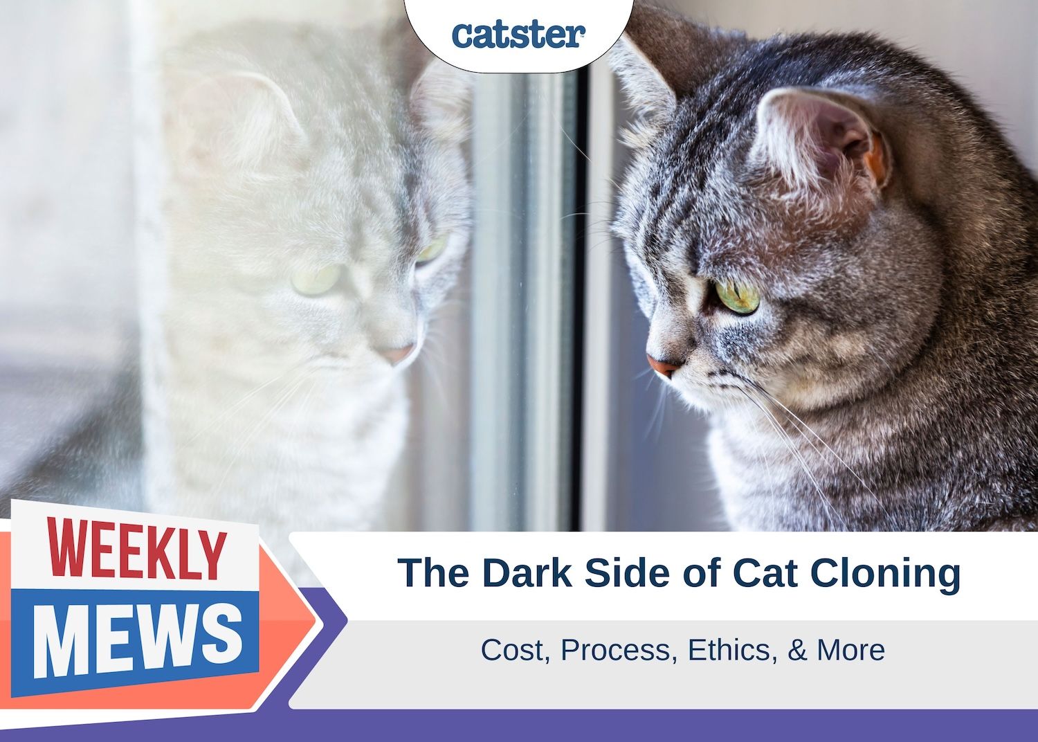 Weekly Mews Dark Side of Cat Cloning
