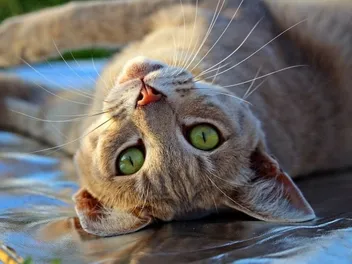 How Far Will a Female Cat in Heat Travel? Vet-Reviewed Info