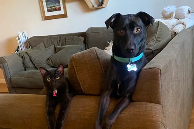 Everything I Need to Know About Cartoon Comedy, I Learned From My Pets