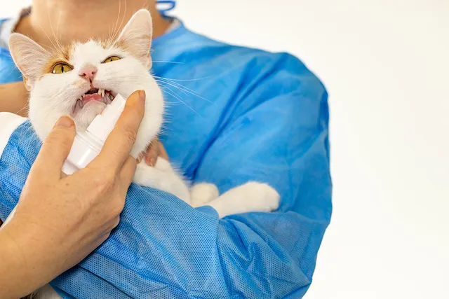 Prednisone & Prednisolone for Cats: Usage, Safety, Side Effects & FAQ
