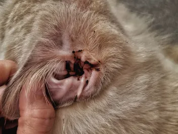 Ear Cancer in Cats: Causes, Signs & Care (Vet Answer)
