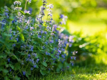 Can Catnip Give Cats Diarrhea? Feline Health Facts & FAQs