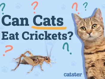 Can Cats Eat Crickets? Vet Approved Health Facts & Precautions