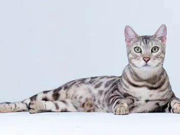 Is There a Link Between Cat Coat Color & Personality? 5 Commonalities