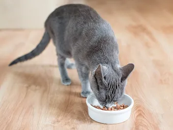 How Long Does It Take for a Cat to Digest Food? Vet-Verified Digestive Anatomy & Physiology