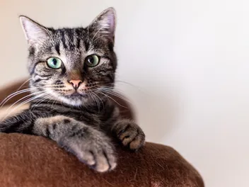 Domestic Shorthair Cat: Breed Info, Pictures, Traits & Facts