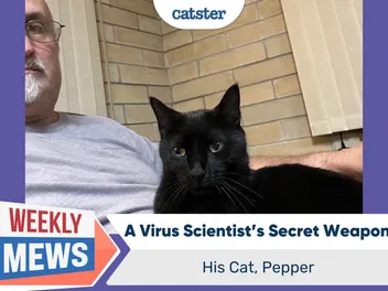 A Virus Scientist’s Secret Weapon: His Cat, Pepper
