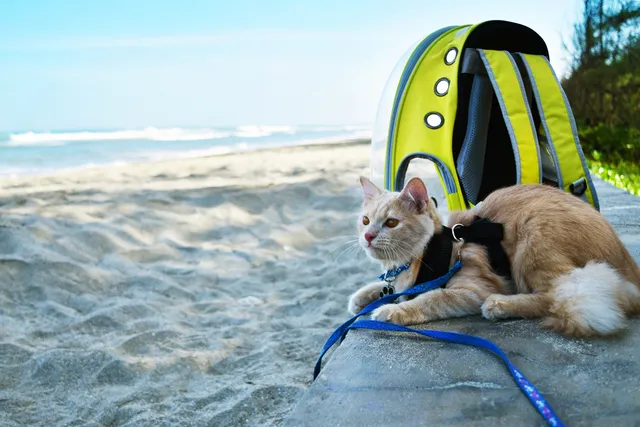 How to Measure for a Cat Harness: 3 Vet-Approved Tips