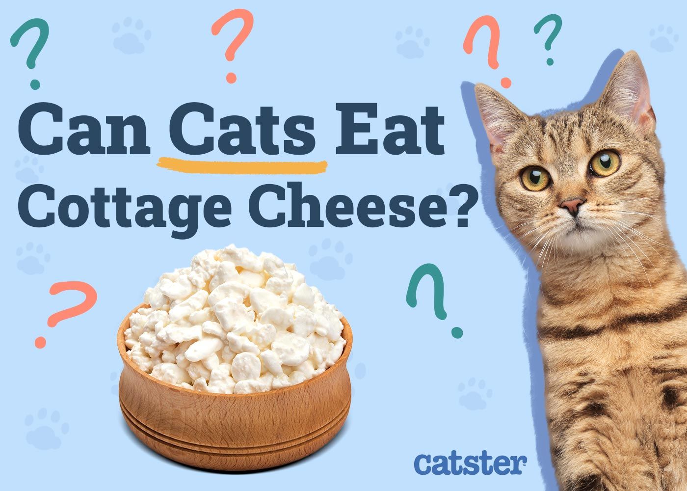 Can Cats Eat Cottage Cheese