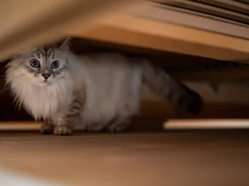 Can a Cat Sense Fear? Vet Reviewed Answer