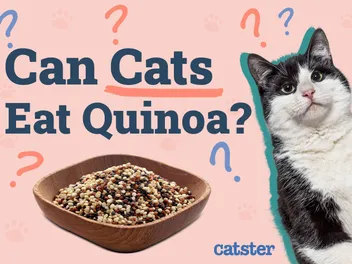 Can Cats Eat Quinoa? Vet-Reviewed Facts to Know