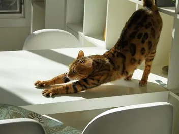 Can Cats Be Double-Jointed? Our Vet Explains Facts & FAQ