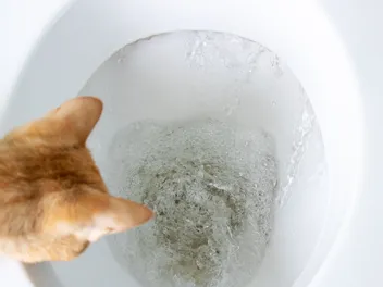 Why Do Cats Drink Out of the Toilet? 6 Reasons & Vet-Reviewed Solutions