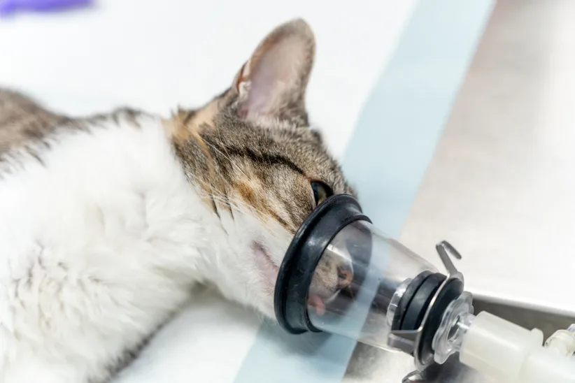 cat on the operating table receiving anesthesia to vet put him to sleep