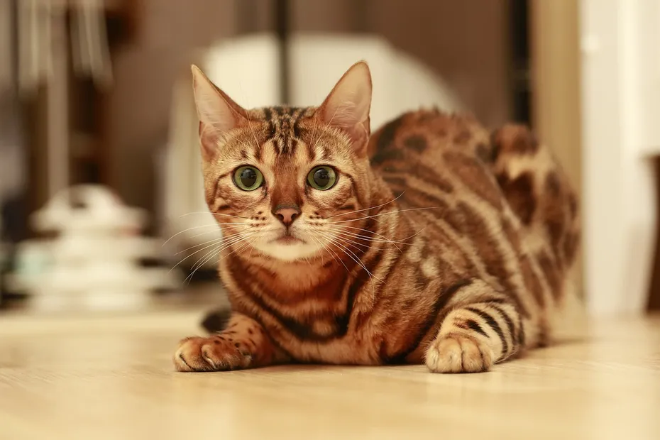 Bengal Cat