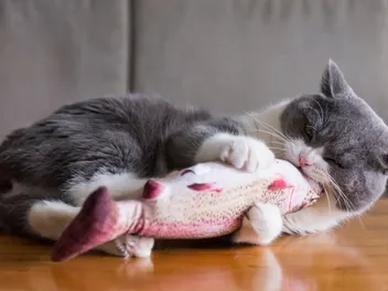 8 DIY Catnip Toys You Can Make Today (With Pictures)