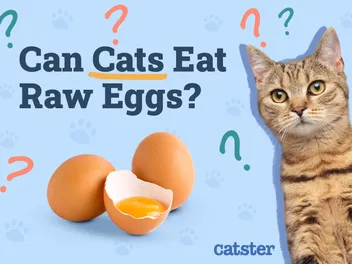 Can Cats Eat Raw Eggs? Vet-Reviewed Health & Safety Guide