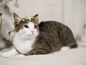 How to Take Amazing Photos of Your Cat: 7 Helpful Tips