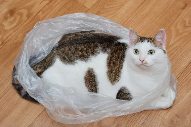 Why Does My Cat Pee on Plastic Bags? 6 Vet-Reviewed Reasons & Solutions