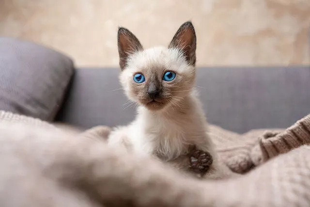 Siamese Kittens for Sale in Iowa: Breeders List 2026