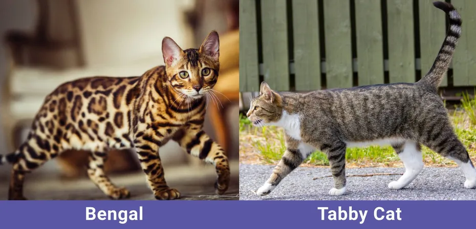 side by side Bengal VS Tabby Cat