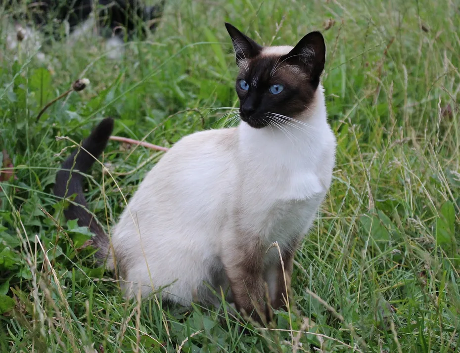 siamese-cat-sitting-in-grass