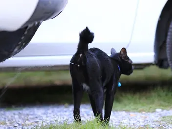 Do Neutered Cats Spray? Vet-Reviewed Behavior