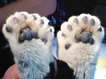 Who Is the World-Record Polydactyl Cat? Meet Paws!