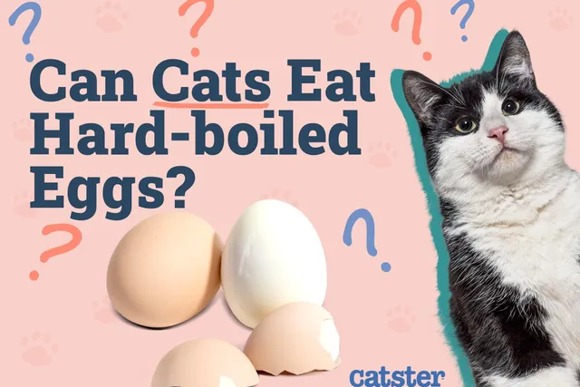 Can Cats Eat Hard-Boiled Eggs? Vet-Verified Nutrition Facts & FAQ
